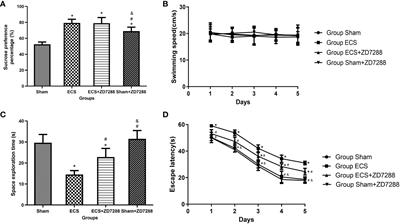 Alteration of hyperpolarization-activated cation current-mediated metaplasticity contributes to electroconvulsive shock-induced learning and memory impairment in depressed rats